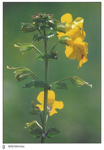 Wild Mimulus postcards